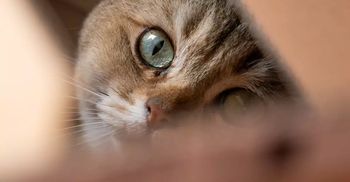 Dicas sobre Gatos: Um guia para tutores e futuros tutores
